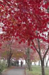 紅に染まりて