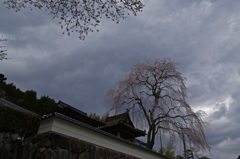 神宮寺の枝垂桜