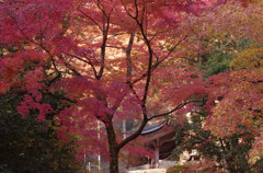諏訪神社の彩り