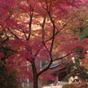 諏訪神社の彩り