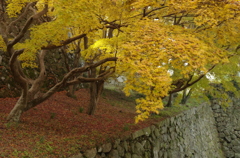 秋の組合せ