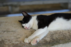 竹富島の猫