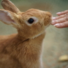 いやし