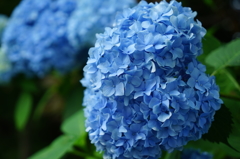 紫陽花