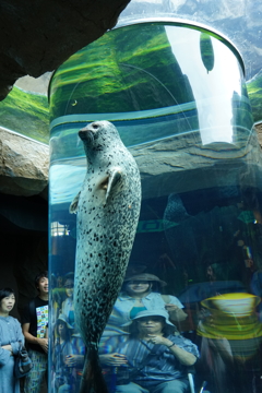 アザラシ