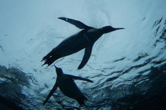 ペンギン