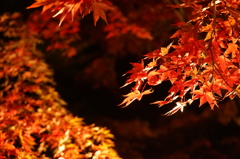 大山寺紅葉