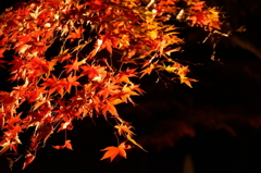 大山寺紅葉