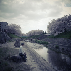 桜スナップ3