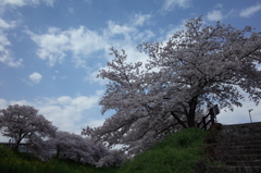桜スナップ2