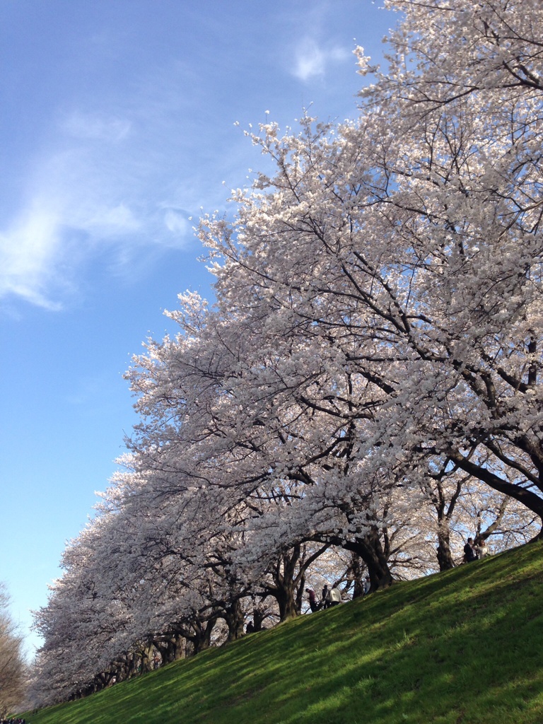 Sakura