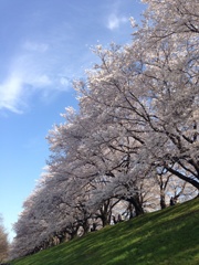 Sakura