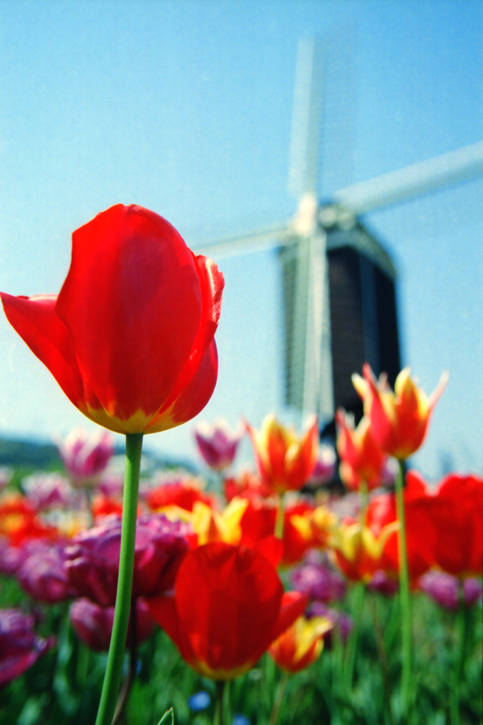 tulip