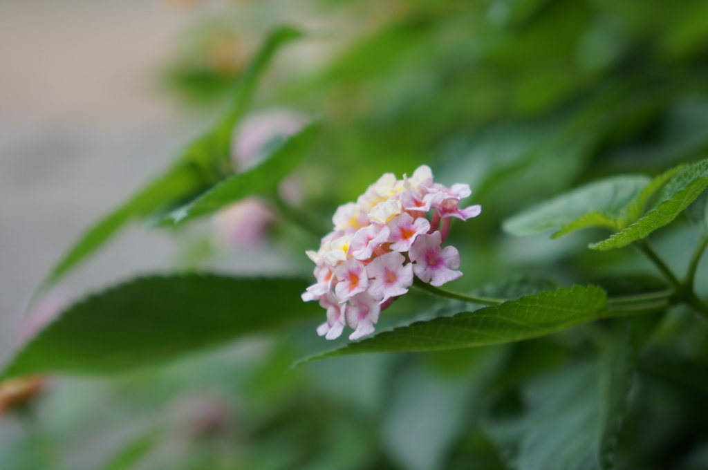 紫陽花かな