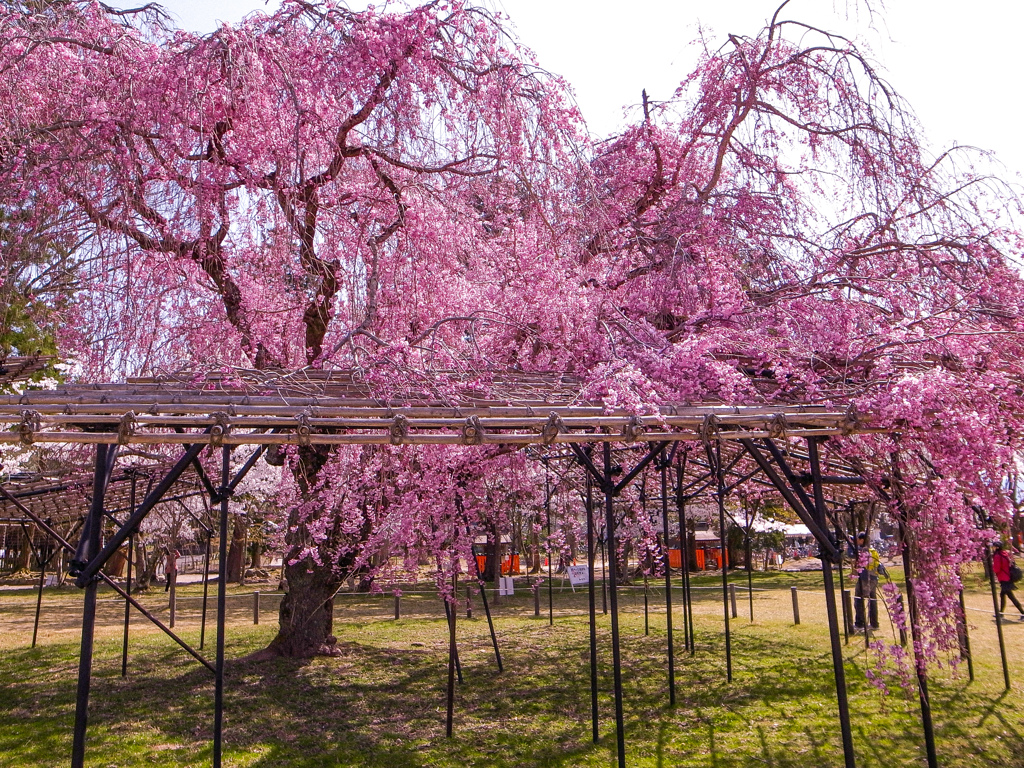 御所桜