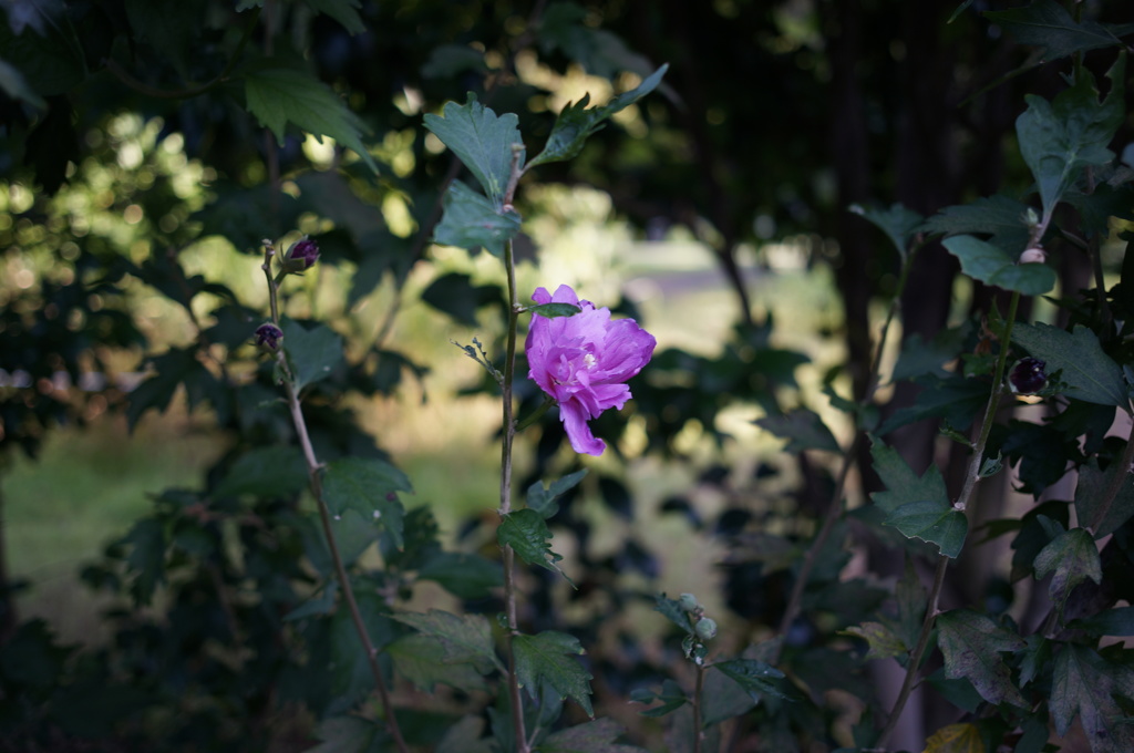 公園の花