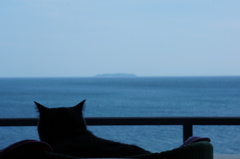 島を眺める猫