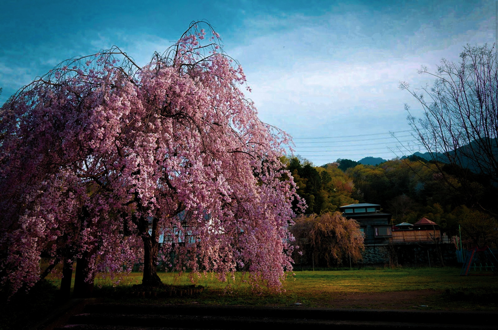 秩父の桜