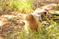 虎猫