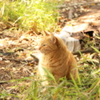 虎猫