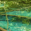 池