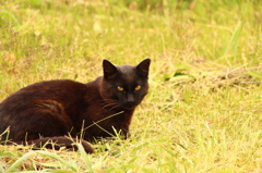 黒猫