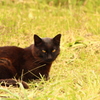 黒猫