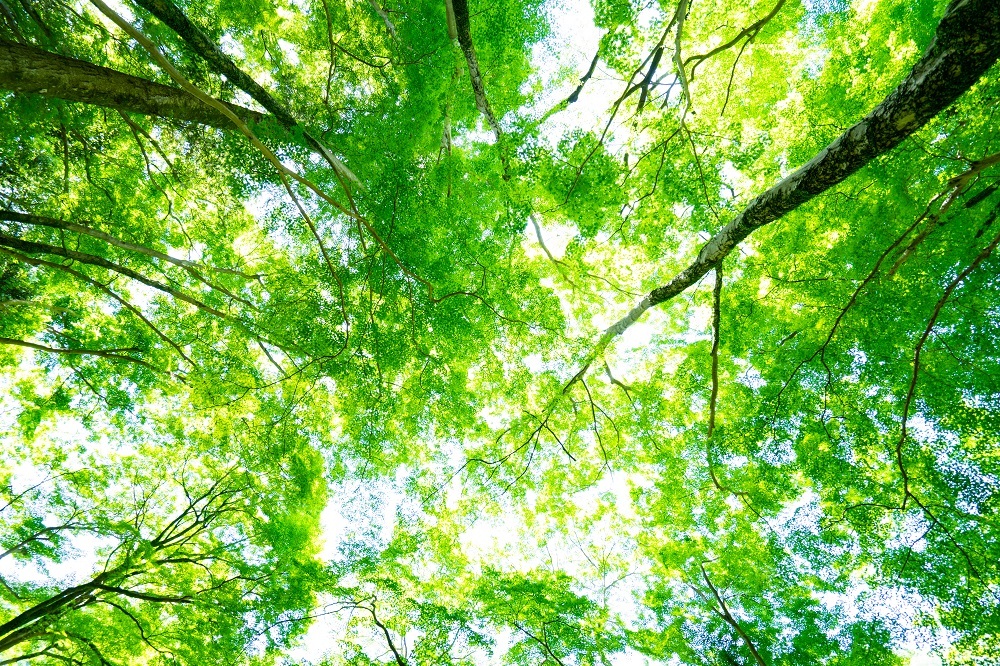 GREEN4