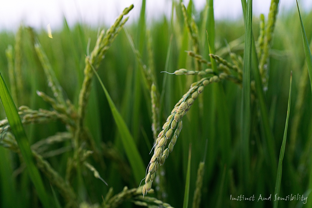 HARVEST