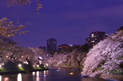 桜色の夕暮れ