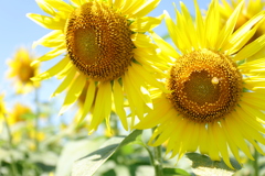 夏