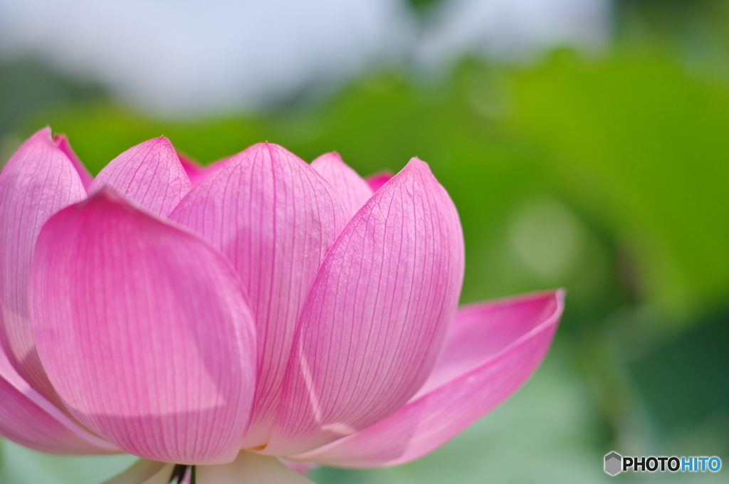 はすの花