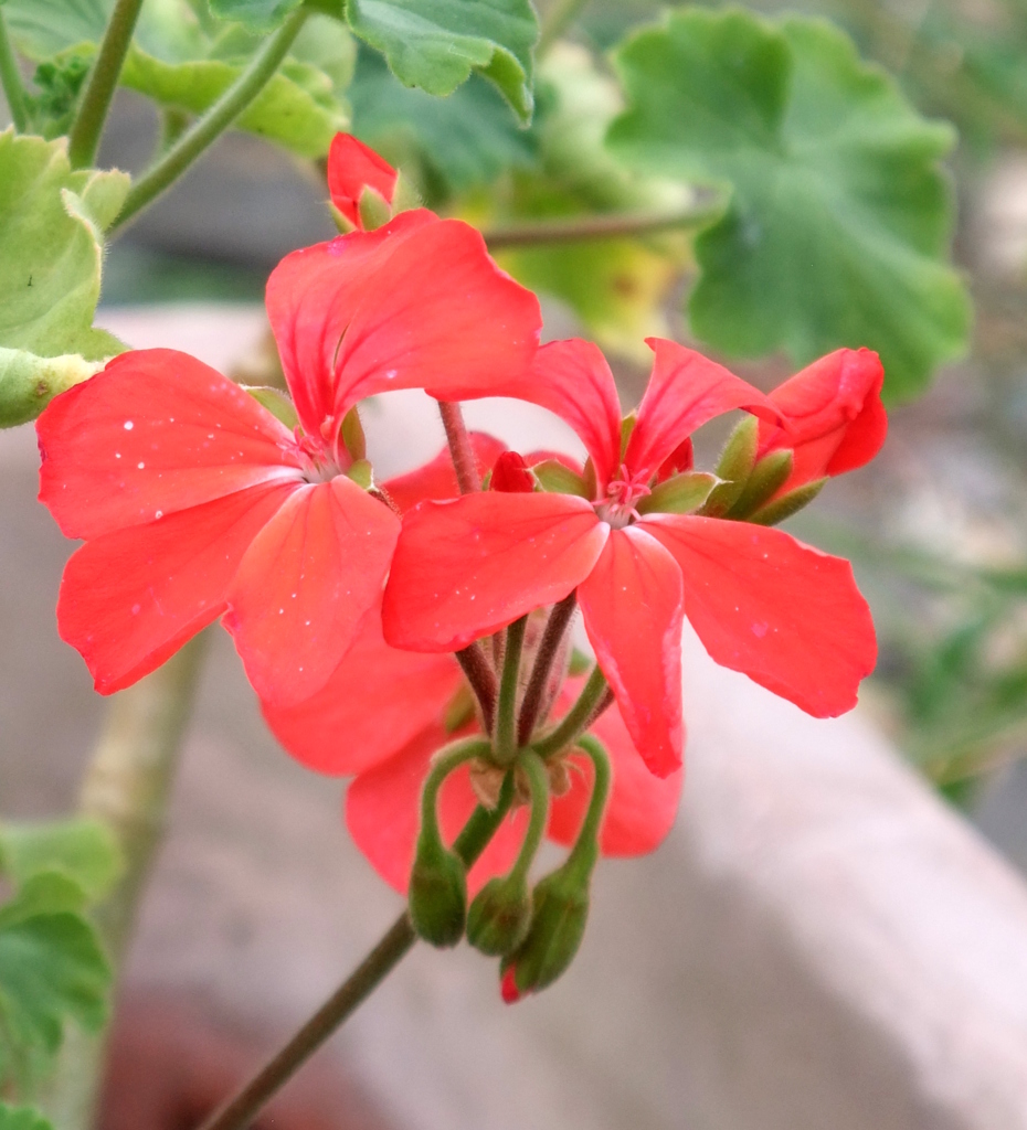 いろとりどりの秋に咲く花　３