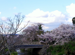桜のある風景（堀川・橋）