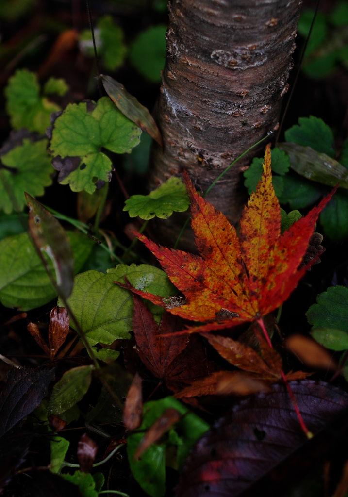 紅葉