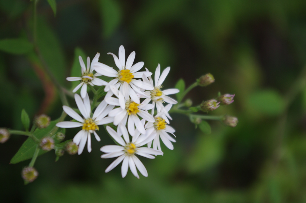 山の草花