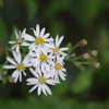 山の草花