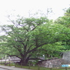 樹