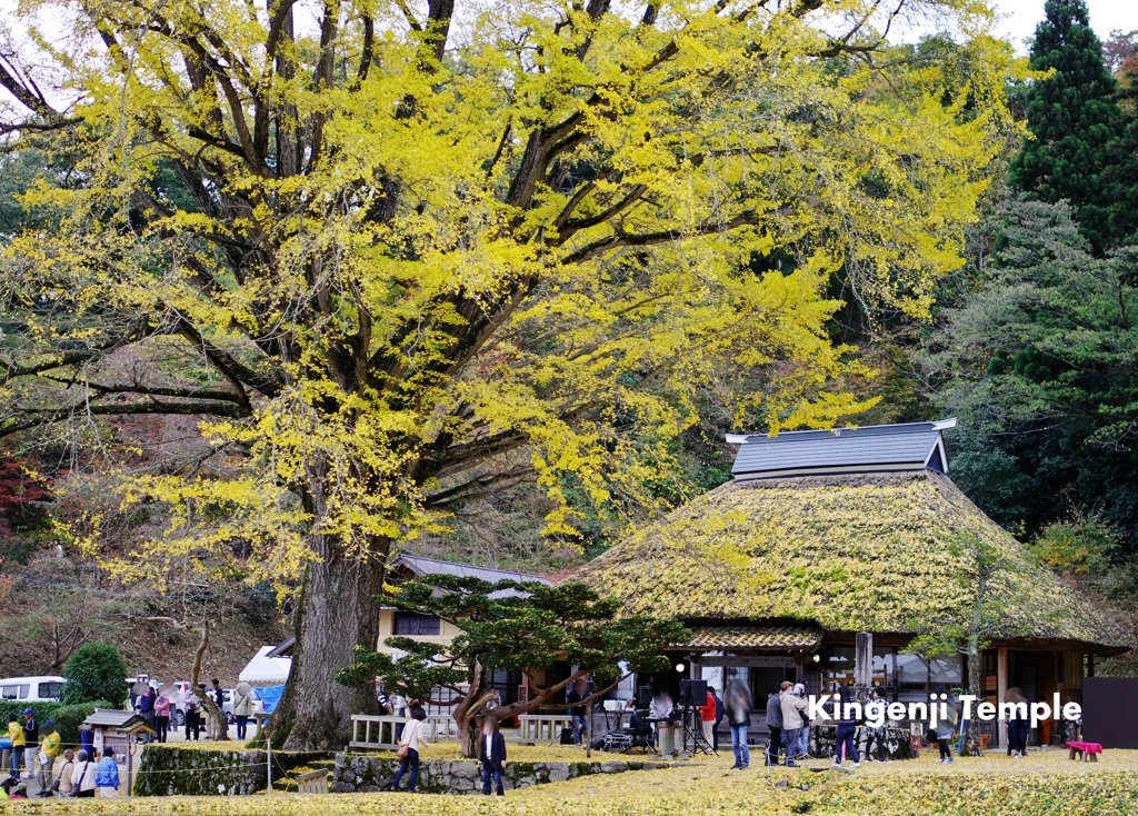 金言寺の大銀杏