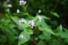高地の草花