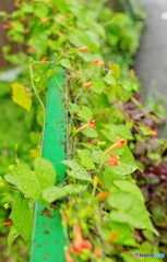 9月の雨に咲く花