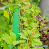 9月の雨に咲く花