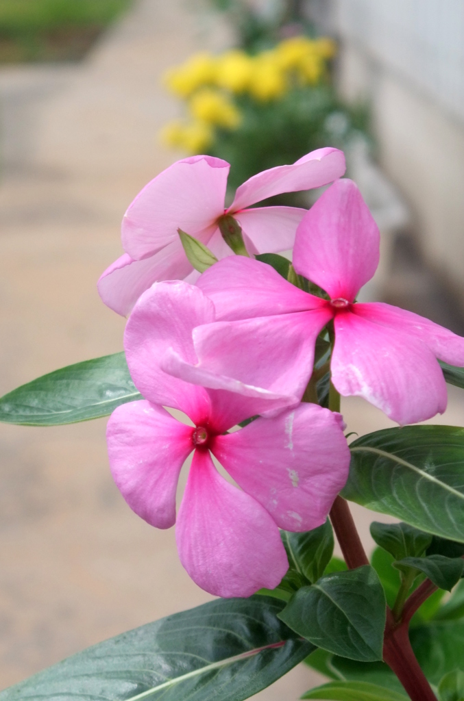 いろとりどりの秋に咲く花　１