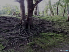根と苔
