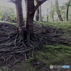 根と苔
