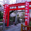 桜のある風景（神社）