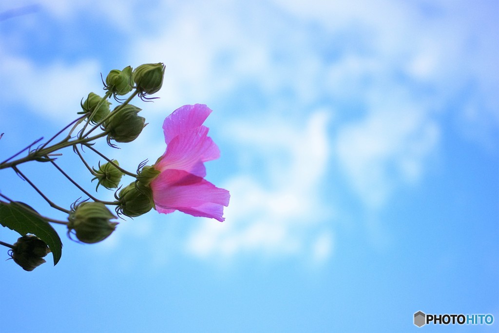 花と秋空