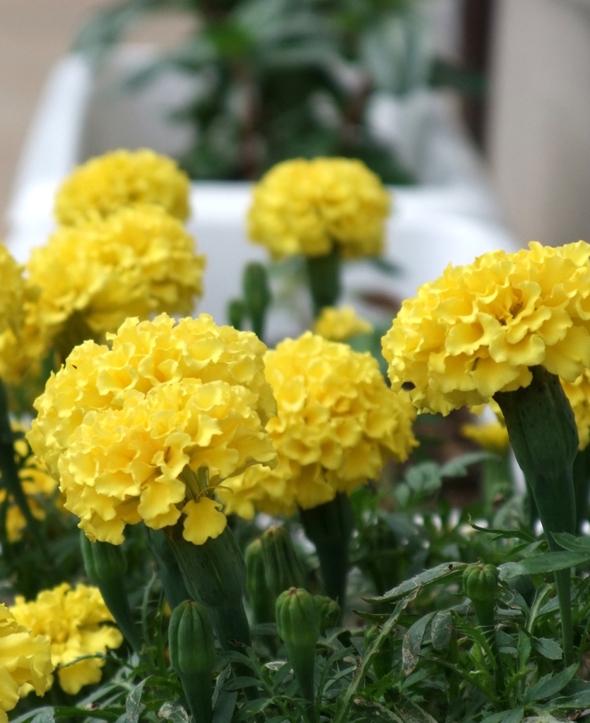 いろとりどりの秋に咲く花　２
