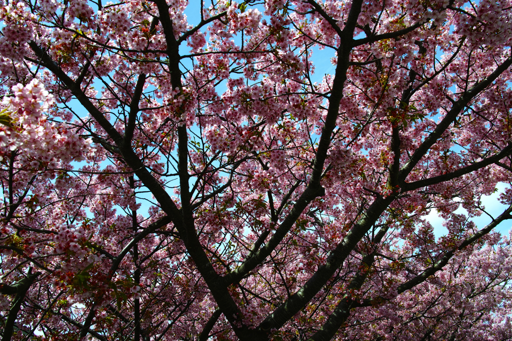 河津桜