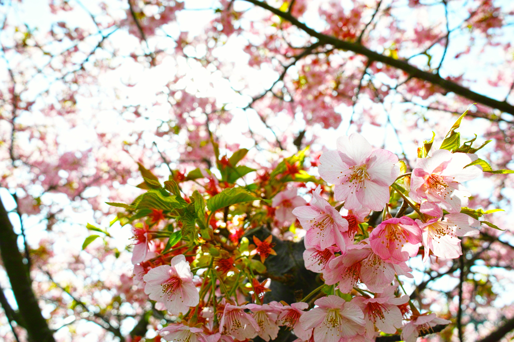 河津桜